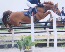 jumper Millesime de L'Auslese (Belgian Warmblood, 2012)