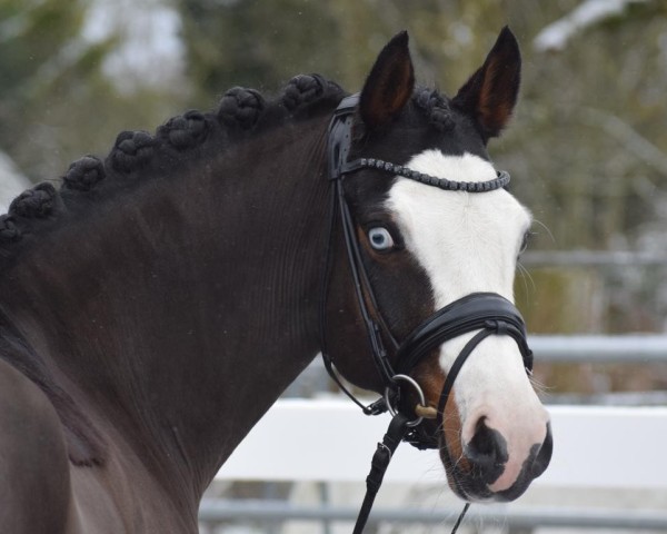 horse PHWs Gentleman (German Warmblood, 2018, from Graciano 90)