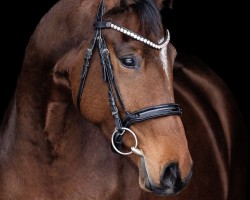 Caballo de Doma Viva L'Amour HR (Hannoveriano, 2021, de Valverde NRW)