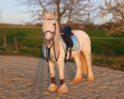 Dressurpferd Mona (Tinker-Mix / Pinto Tinker / Crossbreed, 2007)
