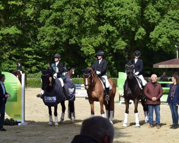dressage horse Goldstern (Westphalian, 2015, from Goldberg)
