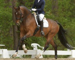 dressage horse Beniciano 3 (Hanoverian, 2013, from Callaho's Benicio)