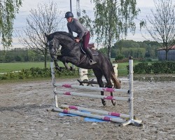 Pferd Diacorlino G (Westfale, 2021, von Diacontinus)