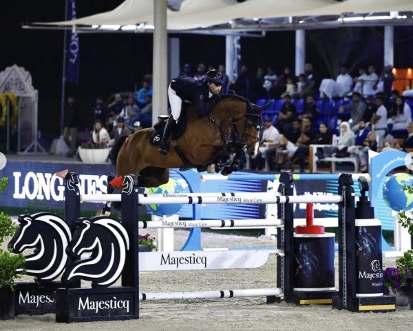 Springpferd Calvaro 71 (Holsteiner, 2016, von Cascadello)