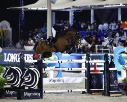 Springpferd Calvaro 71 (Holsteiner, 2016, von Cascadello)