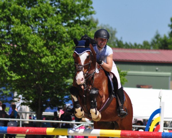 Springpferd Chacco Brown (Holsteiner, 2006, von Casall Ask)
