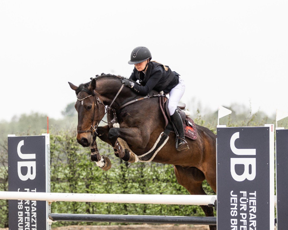 Springpferd Der Pacific H (Zangersheide Reitpferd, 2017, von Dominator 2000 Z)