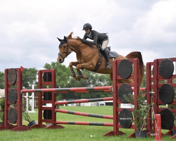 Springpferd Veneto Fontaine (Selle Français, 2009, von Dollar du Murier)