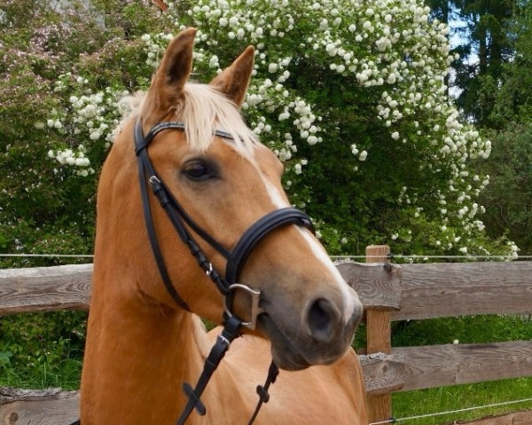 stallion Milano Gold A (anglo european sporthorse, 2022, from Michelangelo A)