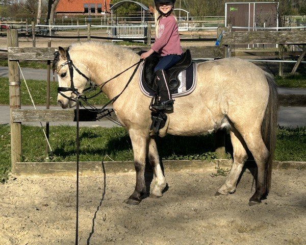 Pferd Leybucht Granit (Welsh Mountain Pony (Sek.A), 2021)