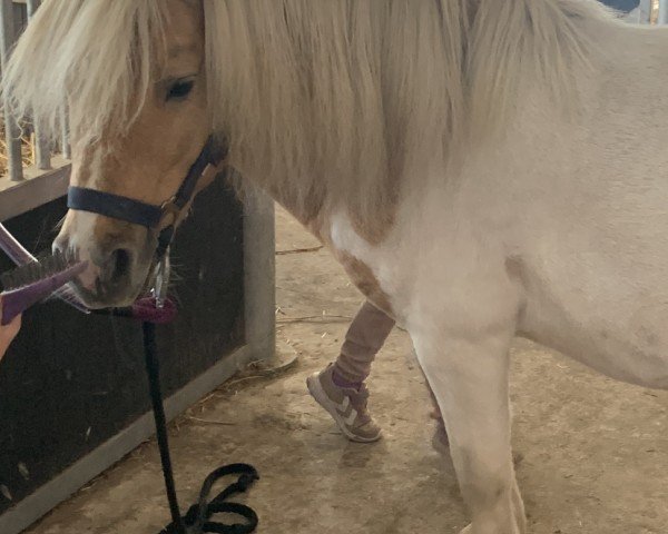 Pferd Aslan (Shetland Pony, 2015, von Ambitie van de Zandkamp)