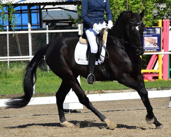 horse My Flair (Hanoverian, 2017, from E.H. Millennium)