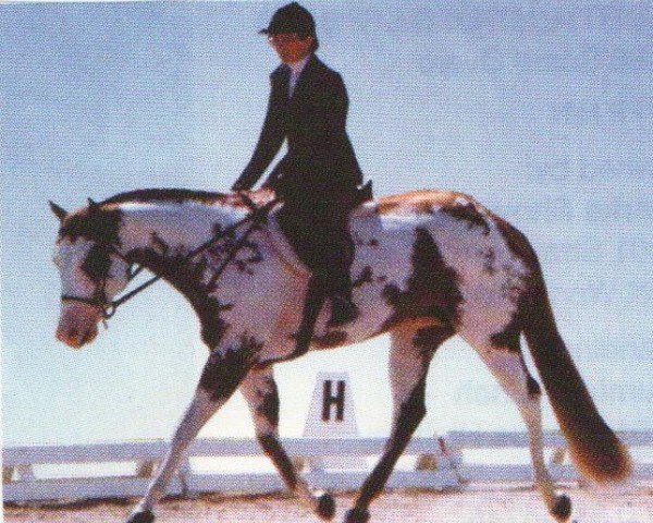 horse Ollie Norfleet (Paint Horse, 1987, from Classys Norfleet)