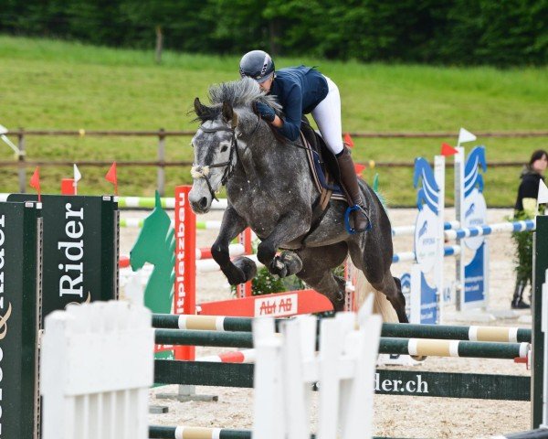jumper Zasha van de Thaborhoeve Z (Zangersheide riding horse, 2019, from Zento)