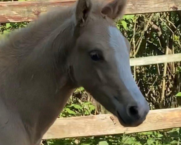 Fohlen von Buchenhofs Cookie (Deutsches Reitpony, 2025, von Cashcode)