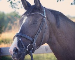 jumper Ventura Nb (Hanoverian, 2016, from Viscount 22)