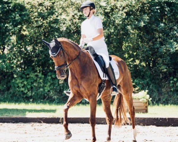 horse Valeria F (Westphalian, 2018, from Vitalis)