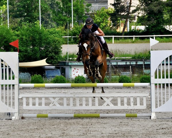 jumper Paso Doble 48 (German Warmblood, 2016, from Pessoa VDL)