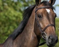 jumper Hoppetossa (Swedish Warmblood, 2016, from Hip Hop)
