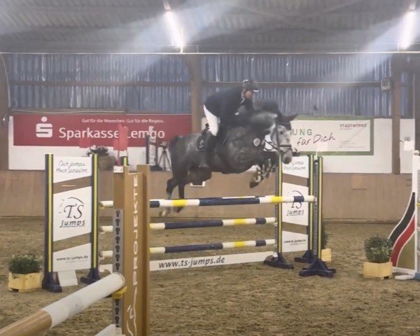 jumper Mallacoota Wvs (Oldenburg show jumper, 2018, from Million Dollar)