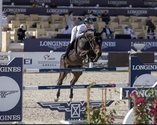 Springpferd Komme Vous (KWPN (Niederländisches Warmblut), 2015, von Comme il Faut)
