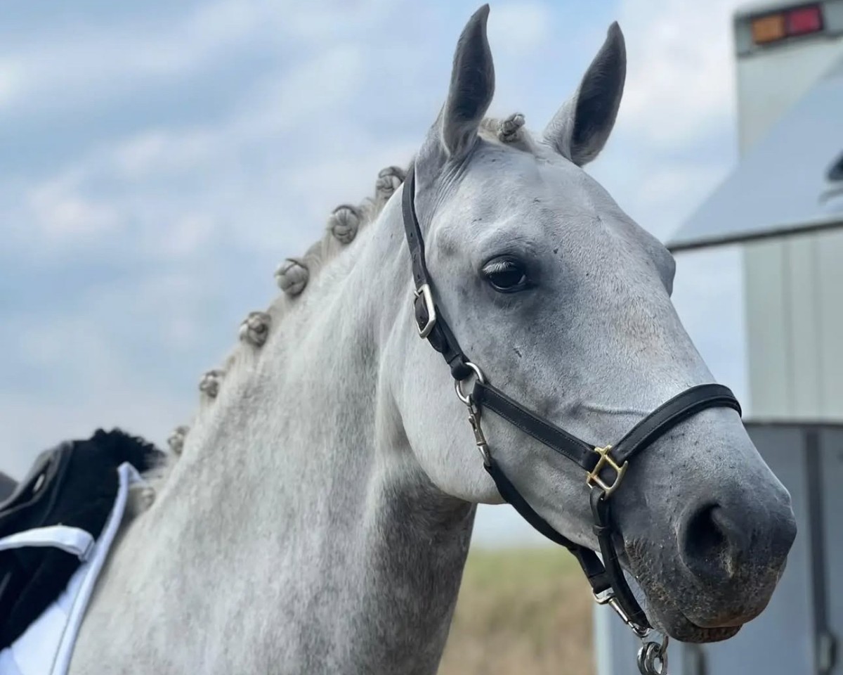 dressage horse Hulapalu 25 (Lipizzaner, 2017)