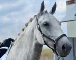 Dressurpferd Hulapalu 25 (Lipizzaner, 2017)