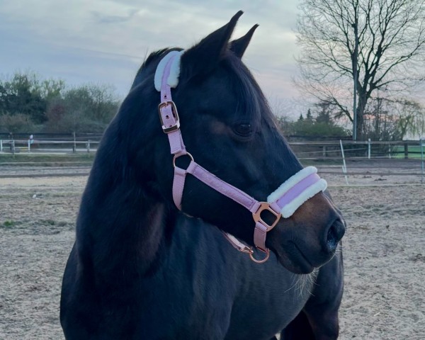 dressage horse Donnabella 6 (German Riding Pony, 2004, from Dicky-Bow) dressage horse Donnabella 6 (German Riding Pony, 2004, from Dicky-Bow)