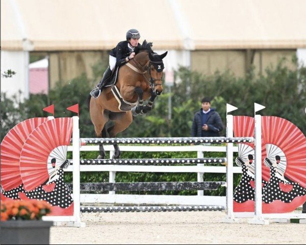 Springpferd Chaccatara (Oldenburger, 2010, von Chacco-Blue) Springpferd Chaccatara (Oldenburger, 2010, von Chacco-Blue)