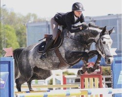 Springpferd Color Me Grey ASM Z (Zangersheide Reitpferd, 2011, von Cicero Z van Paemel)