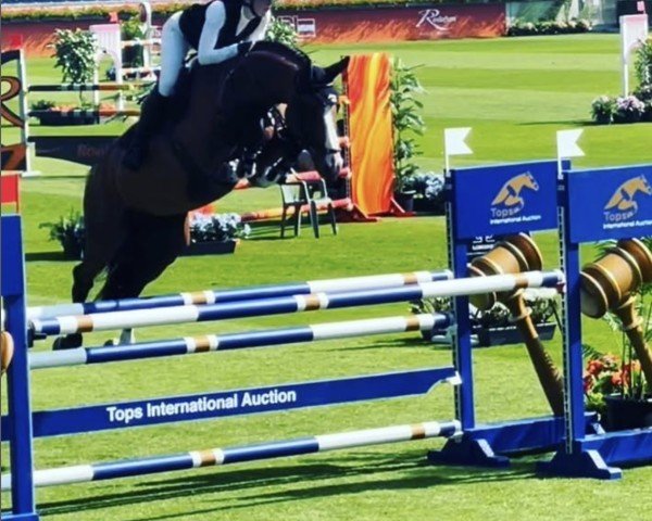 Springpferd Azur Z (Zangersheide Reitpferd, 2017, von Asca Z)