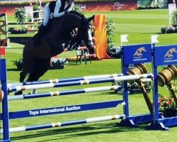 jumper Azur Z (Zangersheide riding horse, 2017, from Asca Z)