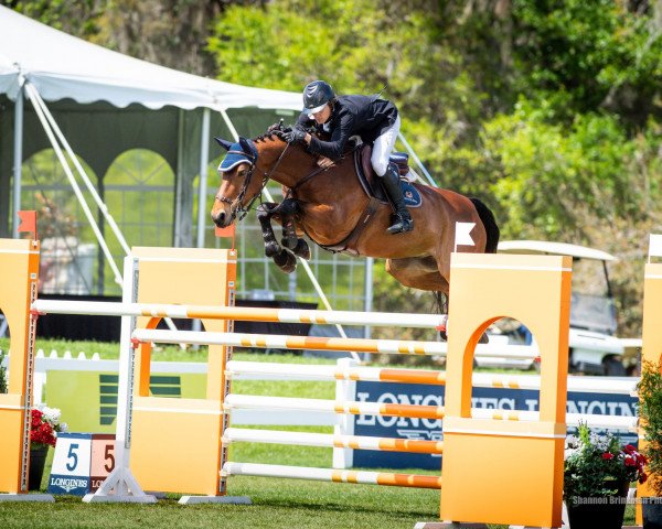 jumper Darius (KWPN (Royal Dutch Sporthorse), 2008, from Warrant)