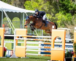 jumper Darius (KWPN (Royal Dutch Sporthorse), 2008, from Warrant)