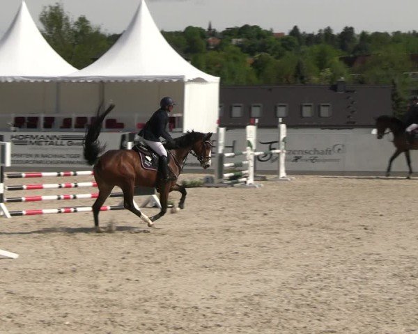 Reitturnier Zwickau 2025