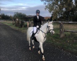 dressage horse Flocke (Welsh, 2007)