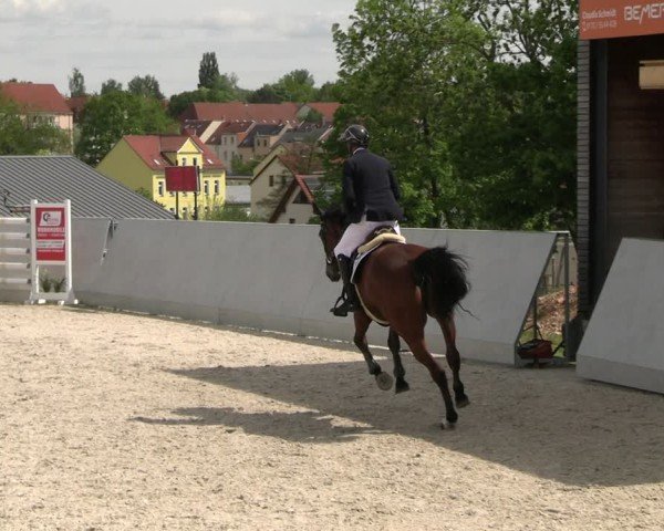 Reitturnier Zwickau 2025