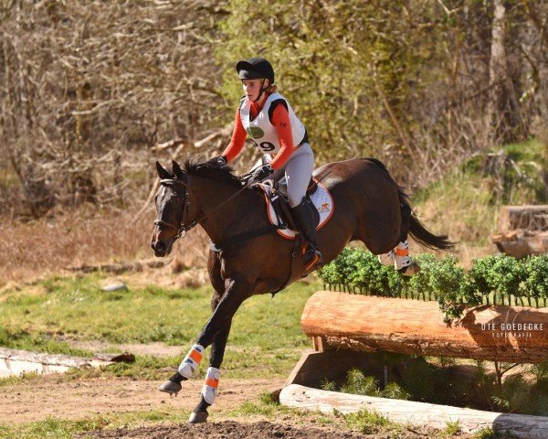 Springpferd Milana 23 (Großbritannien Warmblut, 2004, von Medoc)