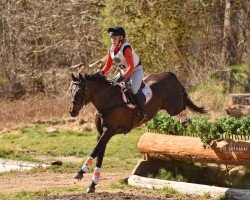 jumper Milana 23 (UK Warmblood, 2004, from Medoc)
