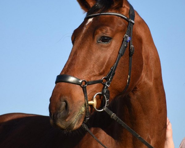 jumper Irish Pub Z (Zangersheide riding horse, 2017, from Irish Wisky)