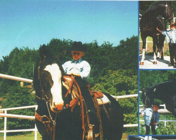 horse Cox McCue (Paint Horse, 1993, from Cadillac Mc Cue)