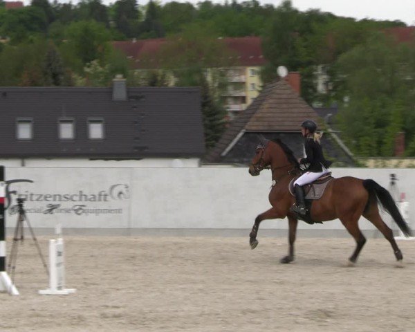 Reitturnier Zwickau 2025