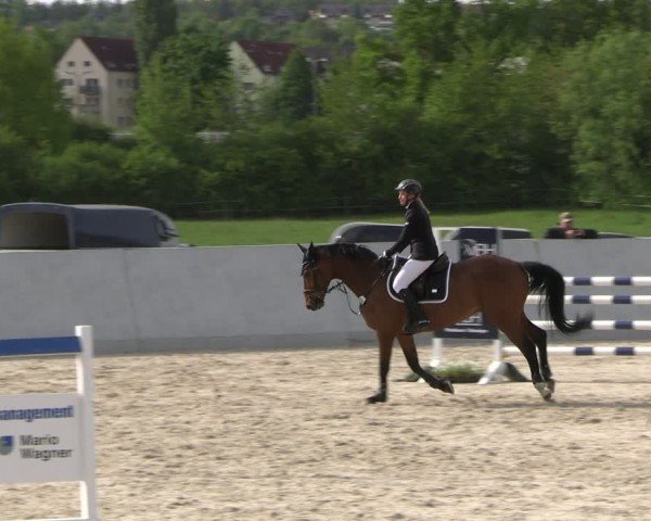 Reitturnier Zwickau 2025