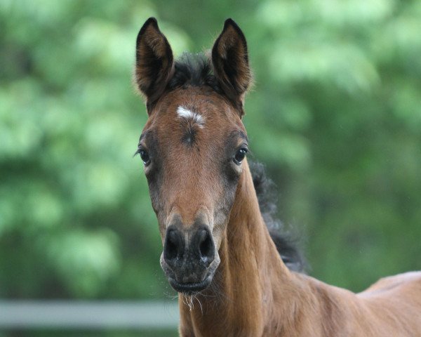 broodmare Bailey (Trakehner, 2021, from Devdas ox) broodmare Bailey (Trakehner, 2021, from Devdas ox)