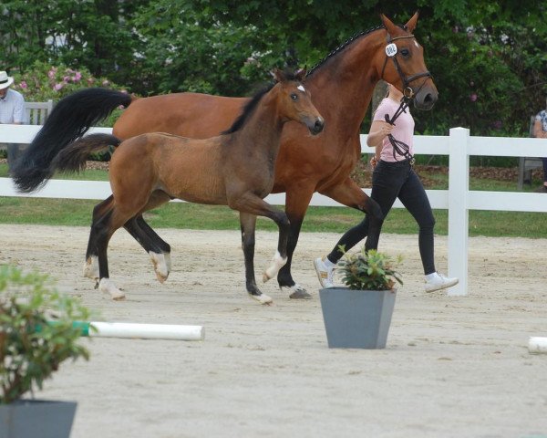 horse Hicksville G (Westphalian, 2021, from Hickstead Blue)