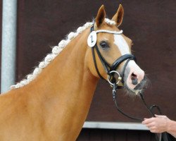 horse Die Goldmarie (German Riding Pony, 2014, from Danny Gold)