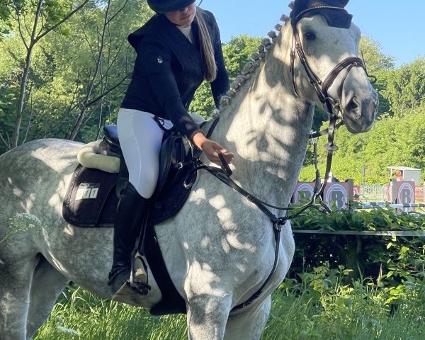 Pferd Akira MDH (Rheinländer, 2020, von Alaba 2)