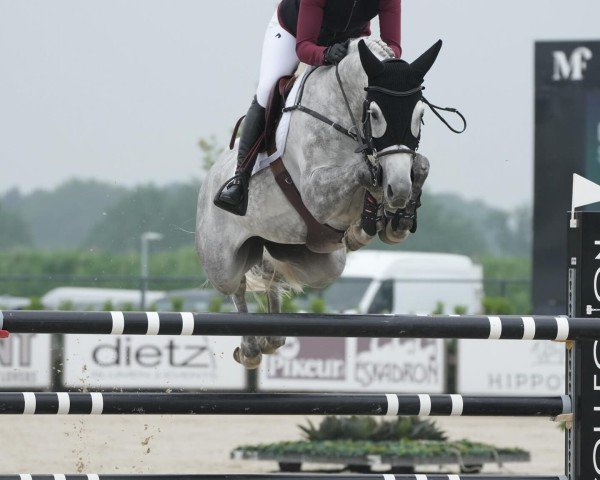 jumper Saratoga Lw (Oldenburg show jumper, 2015, from Stakkato Gold)