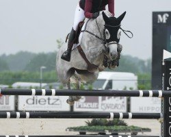 Springpferd Saratoga Lw (Oldenburger Springpferd, 2015, von Stakkato Gold)