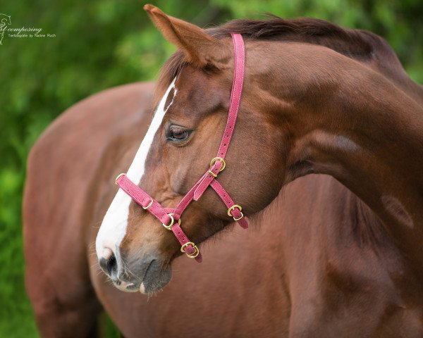 Pferd Dornika W (Hessisches Warmblut, 2005, von Dartagnan)